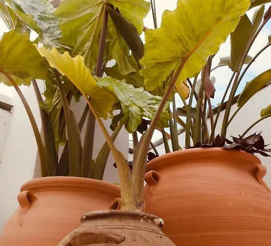 招待所 Boutique Plaza Cantarero 内尔哈